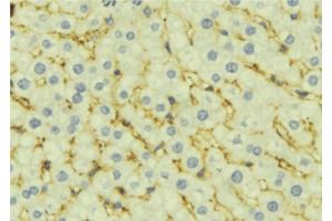 ABIN6277303 at 1/100 staining Mouse liver tissue by IHC-P. (ALDH4A1 Antikörper  (C-Term))