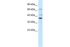 Western Blotting (WB) image for anti-POU Domain, Class 4, Transcription Factor 3 (POU4F3) antibody (ABIN2460646) (POU4F3 Antikörper)