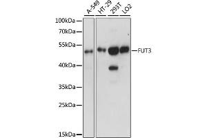 Western blot analysis of extracts of various cell lines, using FUT3 antibody (ABIN6291872) at 1:1000 dilution. (FUT3 Antikörper)