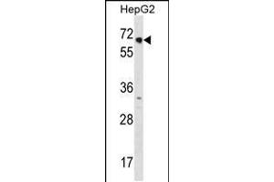 Western blot analysis in HepG2 cell line lysates (35ug/lane). (NR2C1 Antikörper  (C-Term))