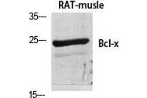 Western Blot (WB) analysis of specific cells using Bcl-x Polyclonal Antibody. (BCL2L1 Antikörper  (Ser174))