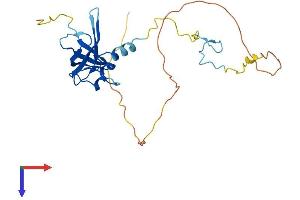 ZCCHC17 Protein (AA 1-241) (His tag)