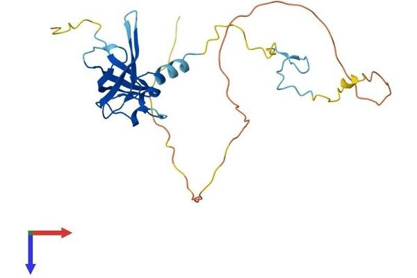 ZCCHC17 Protein (AA 1-241) (His tag)