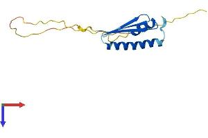 LAGE3 Protein (AA 1-148) (His tag)
