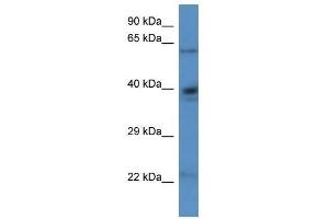 Western Blot showing Aldh4a1 antibody used at a concentration of 1. (ALDH4A1 Antikörper  (N-Term))