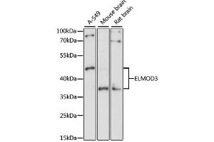 Western blot analysis of extracts of various cell lines, using ELMOD3 antibody. (ELMOD3 Antikörper)