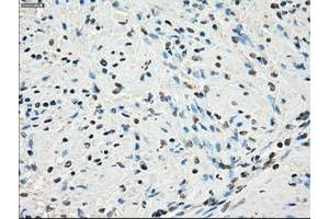 Image no. 12 for anti-P450 (Cytochrome) Oxidoreductase (POR) antibody (ABIN1497743) (POR Antikörper)