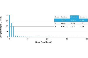 Protein Array (PAr) image for anti-Oligodendrocyte Lineage Transcription Factor 2 (OLIG2) antibody (ABIN7456034)