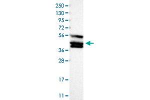 Western Blot (Cell lysate) analysis of human cell line RT-4 with TANK polyclonal antibody . (TANK Antikörper)