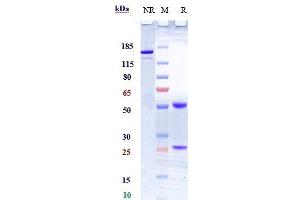 Anti-TNFSF12 / TWEAK Reference Antibody (RO5458640) on SDS-PAGE under reducing (R) condition.