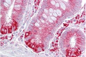 Immunohistochemistry with Small intestine tissue at an antibody concentration of 5µg/ml using anti-PDIA6 antibody (ARP52103_P050) (PDIA6 Antikörper  (Middle Region))