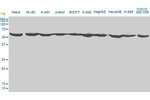 EPOR monoclonal antibody (M01), clone 3D10. (EPOR Antikörper  (AA 31-130))