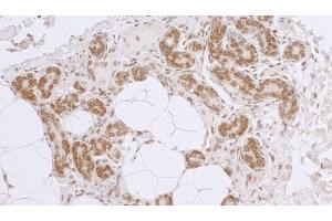 Immunohistochemistry (IHC) image for anti-LAP2 beta gamma/tmpo (AA 404-454) antibody (ABIN7453457) (LAP2 beta gamma/tmpo (AA 404-454) Antikörper)