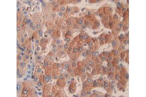 IHC-P analysis of Kidney tissue, with DAB staining. (TRAPPC2 Antikörper  (AA 1-140))