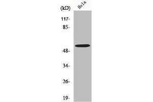 Western Blot analysis of K562 cells using MLKL Polyclonal Antibody (MLKL Antikörper  (N-Term))