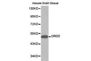 Western Blotting (WB) image for anti-Dopamine Receptor D5 (DRD5) antibody (ABIN1872361) (DRD5 Antikörper)