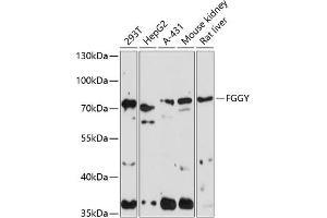 Western blot analysis of extracts of various cell lines, using FGGY antibody (ABIN7267174) at 1:1000 dilution. (FGGY Antikörper  (AA 1-250))