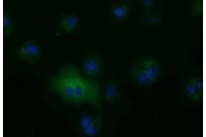 Anti-ALDH1L1 mouse monoclonal antibody (ABIN2452747) immunofluorescent staining of COS7 cells transiently transfected by pCMV6-ENTRY ALDH1L1 (RC213720). (ALDH1L1 Antikörper)