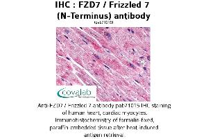 Image no. 1 for anti-Frizzled Family Receptor 7 (FZD7) (Extracellular Domain), (N-Term) antibody (ABIN1734508) (FZD7 Antikörper  (Extracellular Domain, N-Term))