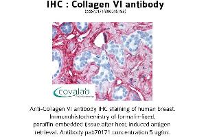 Image no. 2 for anti-Collagen, Type VI (COL6) antibody (ABIN1733229) (COL6 Antikörper)
