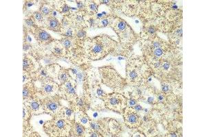 Immunohistochemistry (Paraffin-embedded Sections) (IHC (p)) image for anti-Glutamate Dehydrogenase 2 (GLUD2) antibody (ABIN7011241)