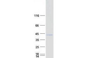 Validation with Western Blot (MEA1 Protein (Myc-DYKDDDDK Tag))