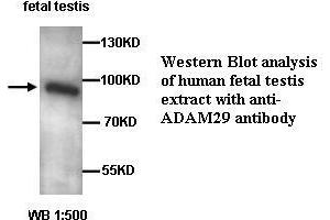 Image no. 1 for anti-ADAM Metallopeptidase Domain 29 (ADAM29) antibody (ABIN1574463) (ADAM29 Antikörper)