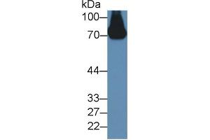 Western Blot; Sample: Mouse Serum; ;Primary Ab: 2µg/ml Rabbit Anti-Mouse a2PI Antibody;Second Ab: 0. (a2PI (AA 348-491) Antikörper)
