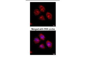 Immunofluorescence analysis of paraformaldehyde-fixed HeLaS3, using Flotillin-2 antibody at 1:100 dilution. (Flotillin 2 Antikörper)