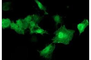 Anti-AKT1 mouse monoclonal antibody (ABIN2455512) immunofluorescent staining of COS7 cells transiently transfected by pCMV6-ENTRY AKT1 (RC220257). (AKT1 Antikörper)