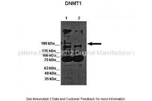 Researcher:Austin J. (DNMT1 Antikörper  (N-Term))