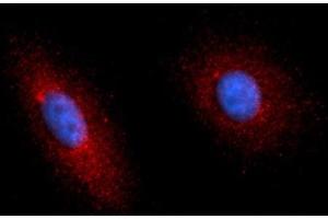 Immunofluorescence (IF) image for anti-Complement Factor P (CFP) (AA 28-469) antibody (PE) (ABIN5565192) (CFP Antikörper  (AA 28-469) (PE))