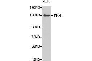 Western Blotting (WB) image for anti-Protein Kinase N1 (PKN1) (AA 1-300) antibody (ABIN1682293) (PKN1 Antikörper  (AA 1-300))