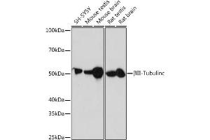 Western blot analysis of extracts of various cell lines, using βIII-Tubulin/β3-Tubulin antibody (ABIN7271049) at 1:1000 dilution. (TUBB3 Antikörper)