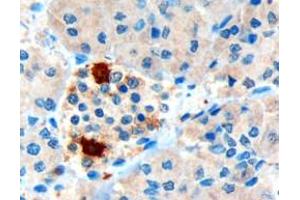 ABIN185420 (3µg/ml) staining of paraffin embedded Human Pancreas. (PPY Antikörper  (Internal Region))