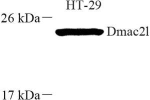Western blot analysis of Dmac2l (ABIN7073751) at dilution of 1: 250 (Distal Membrane Arm Assembly Complex 2 L Homeolog (DMAC2.L) Antikörper)