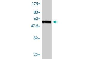 Western Blot detection against Immunogen (56.