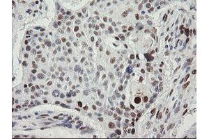 Image no. 18 for anti-Transducin-Like Enhancer of Split 1 (E(sp1) Homolog, Drosophila) (TLE1) (AA 180-460) antibody (ABIN1491050)