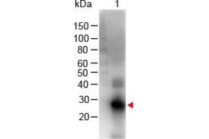 Image no. 1 for Goat anti-Human IgG (Fc Region) antibody (Biotin) (ABIN294999) (Ziege anti-Human IgG (Fc Region) Antikörper (Biotin))