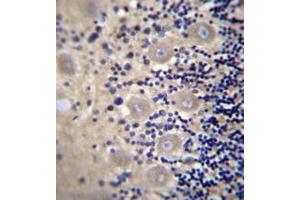 Formalin fixed and paraffin embedded human cerebellum tissue reacted with DRG1 / NEDD3 Antibody (C-term) followed by peroxidase conjugation of the secondary antibody and DAB staining. (DRG1 Antikörper  (C-Term))