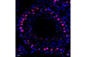 Immunofluorescent analysis of paraffin embedded mouse testis using MED8 (ABIN7074582) at dilution of 1: 600 (MED8 Antikörper)