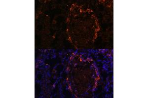 Immunofluorescence analysis of rat lung using BTN3 Polyclonal Antibody (0288) at dilution of 1:100 (40x lens). (BTN3A1 Antikörper  (AA 40-250))