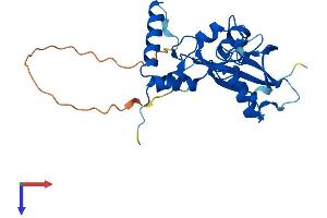 PCGF3 Protein (AA 1-242) (His tag)