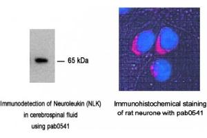 Image no. 2 for anti-Glucose-6-Phosphate Isomerase (GPI) antibody (ABIN347737) (GPI Antikörper)