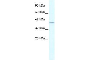 WB Suggested Anti-PHKG2 Antibody Titration:  0. (PHKG2 Antikörper  (N-Term))