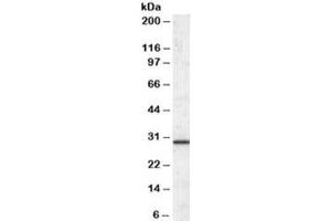 Western blot testing of human liver lysate with ERP29 antibody at 0. (ERP29 Antikörper)