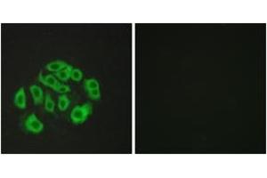 Immunofluorescence (IF) image for anti-Endomucin (EMCN) (AA 201-250) antibody (ABIN2889806) (Endomucin Antikörper  (AA 201-250))