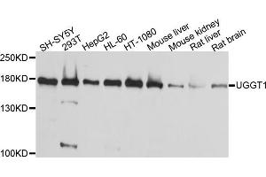 Western blot analysis of extracts of various cell lines, using μgGT1 antibody (ABIN5995527) at 1/1000 dilution.