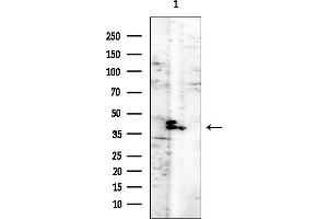 anti-Protein Phosphatase 1, Regulatory Subunit 7 (PPP1R7) (C-Term) antibody