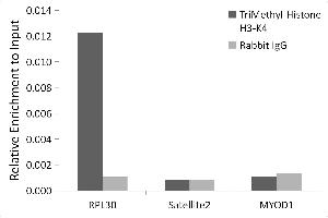 Chromatin immunoprecipitation analysis of extracts of HeLa cells, using H3K4me3 antibody (ABIN3023253, ABIN3023254, ABIN3023255, ABIN1513001 and ABIN6219512) and rabbit IgG. (Histone 3 Antikörper  (H3K4me3))